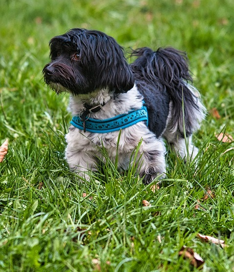 Havanese Breed Info Havanese Breed Info